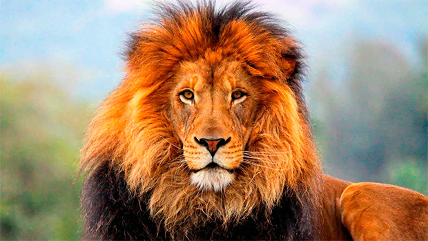 Лев – втілення впевненості